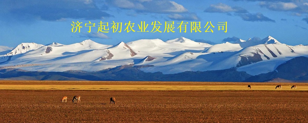 济宁起初农业发展有限公司合作经营高品质地瓜培植基地