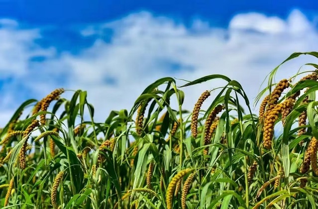 红顶山麓牌小米