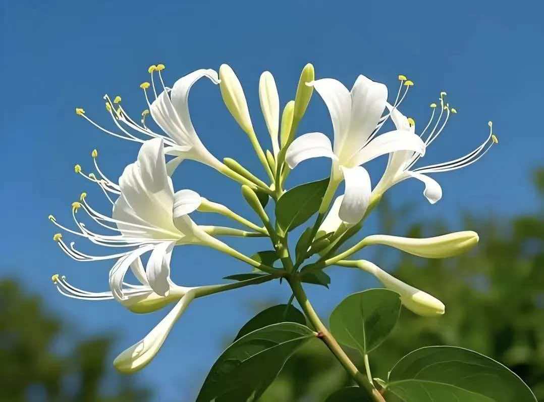 天然种植巩伯牌金银花